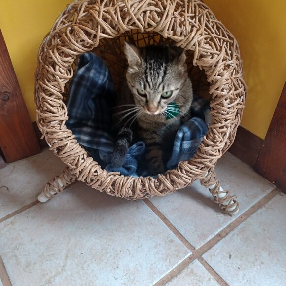 Homemade FiberRush Cat/Dog Bed small/med - Picture 15 of 16